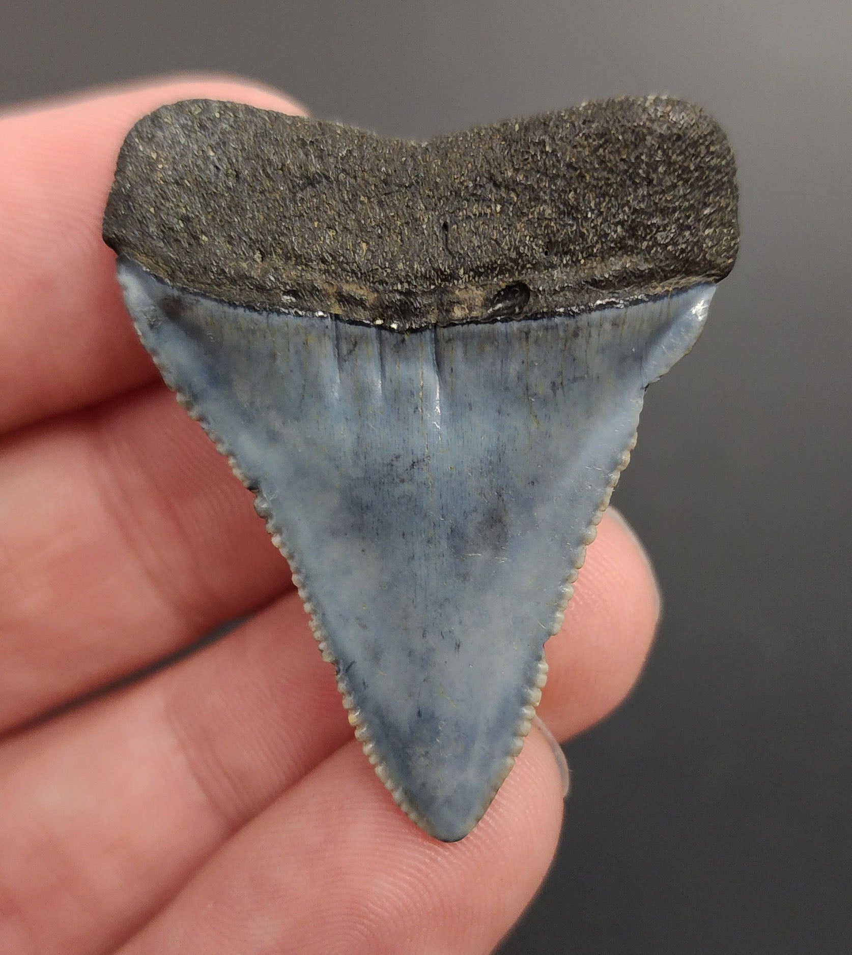 Authentic 1.66 inch Great White shark tooth – angled side view highlighting curvature, enamel texture, and natural coloration gradient