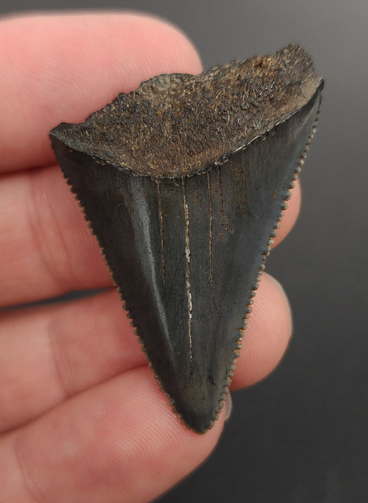 1.73 inch Great White shark tooth from South Carolina – front view showcasing fine serrations, natural enamel coloration, and intact root