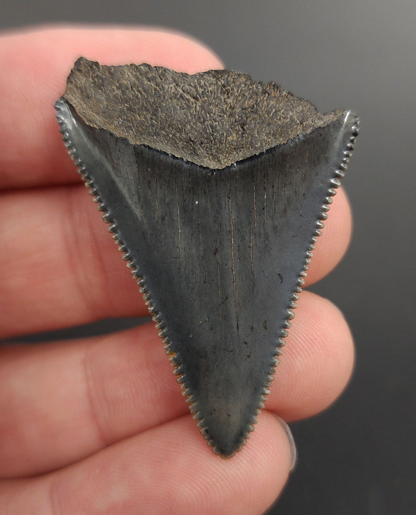 Authentic 1.73 inch Great White shark tooth – angled profile highlighting curvature, root lobes, and preserved enamel texture