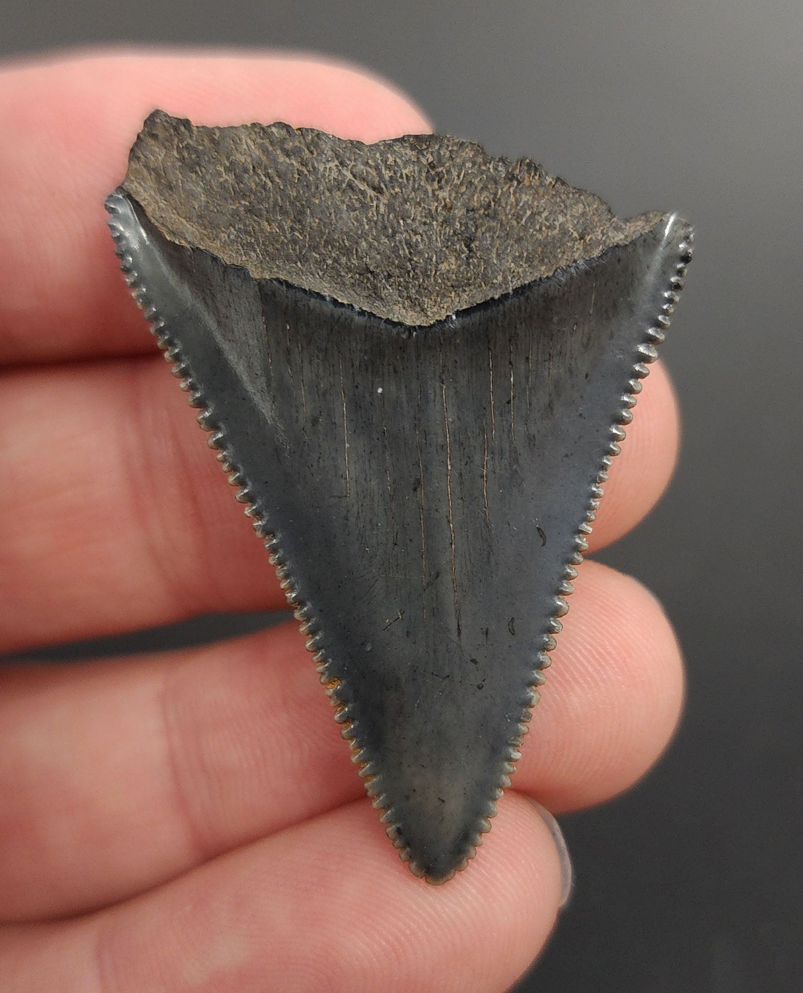 Authentic 1.73 inch Great White shark tooth – angled profile highlighting curvature, root lobes, and preserved enamel texture