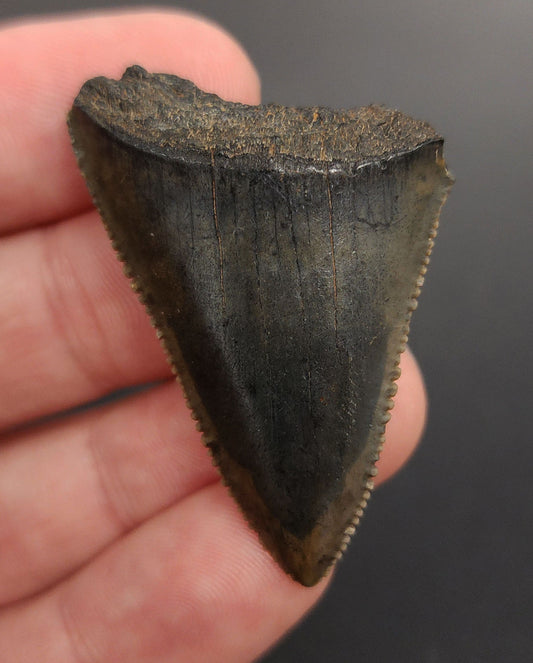 1.77 inch Great White shark tooth from South Carolina – front view showing fine serrations, enamel color variation, and well-preserved root
