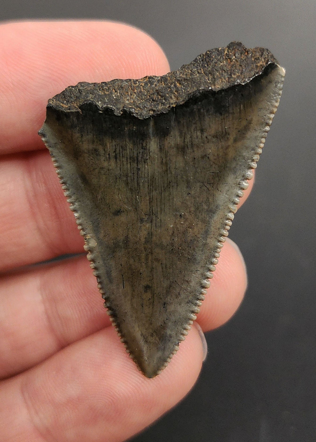 Authentic 1.77 inch Great White shark tooth – angled profile highlighting tooth curvature, bourrelet, and natural enamel texture