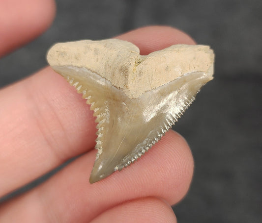 Front view of 1.20″ Hemipristis serra (snaggletooth shark) fossil tooth from Bone Valley, Florida