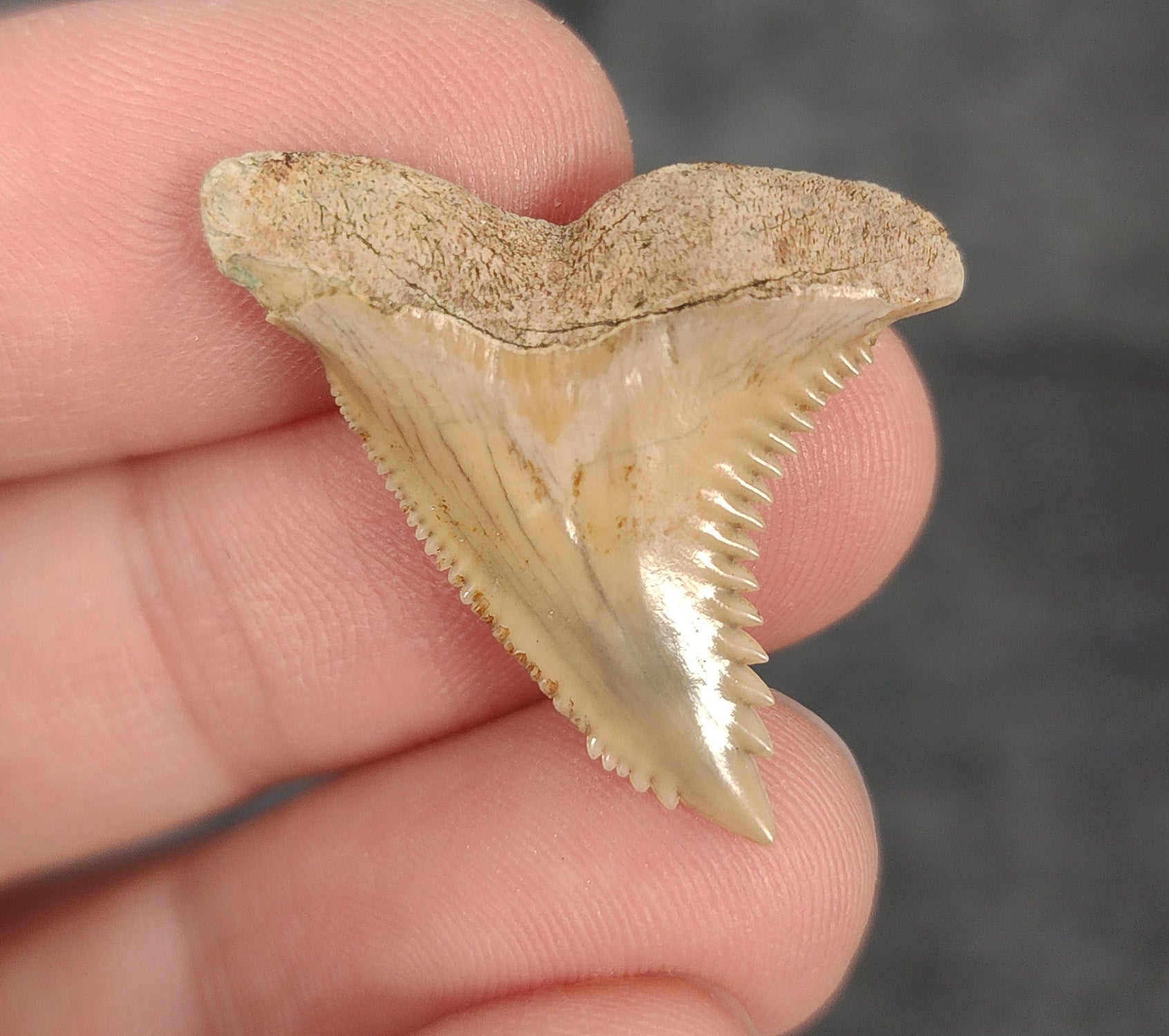 Close-up detail of serrations / enamel on 1.22″ Hemipristis tooth fossil from Bone Valley, Florida
