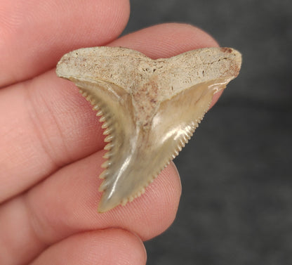 Front view of 1.22″ Hemipristis serra fossil tooth from Bone Valley, Florida
