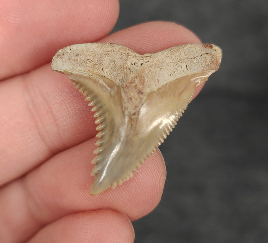 Front view of 1.22″ Hemipristis serra fossil tooth from Bone Valley, Florida