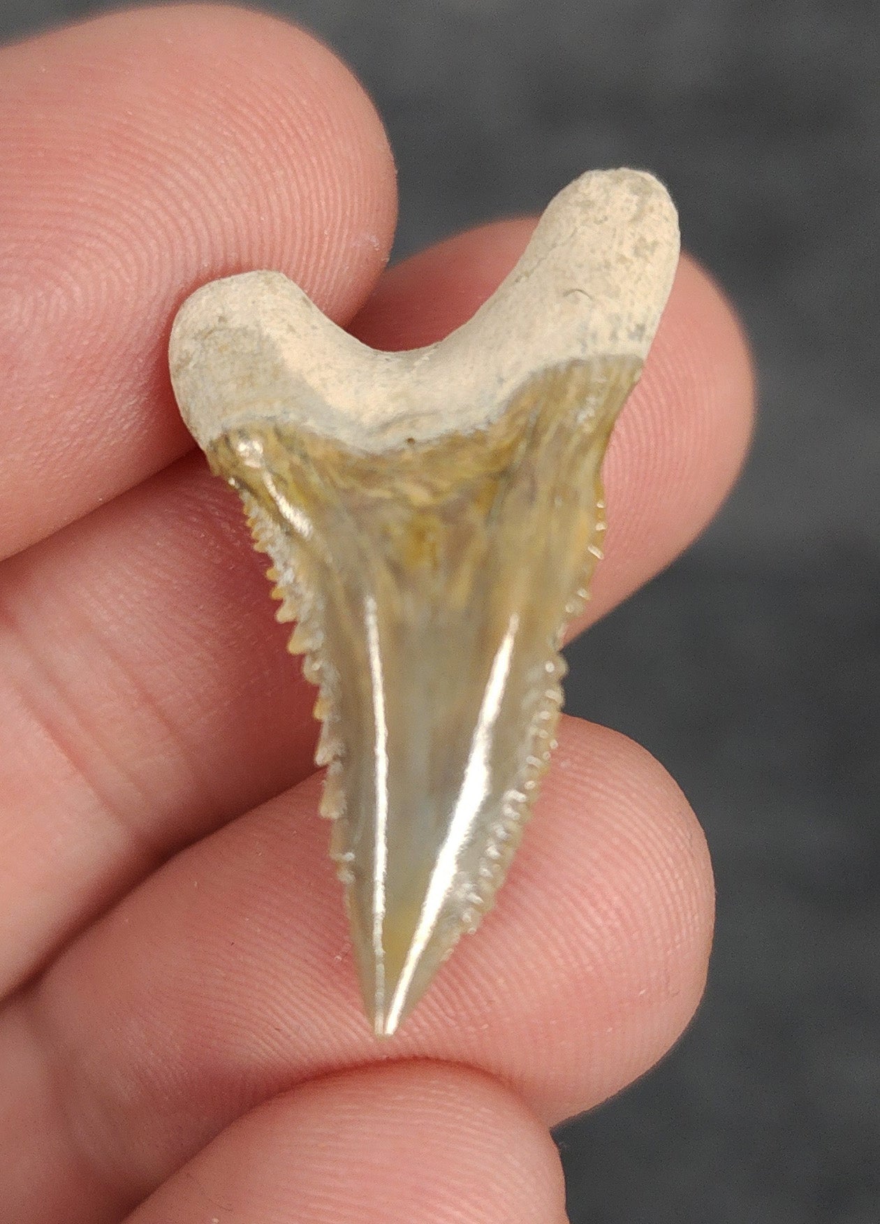 Close-up detail of serrations / enamel on 1.23″ Hemipristis tooth fossil from Bone Valley, Florida