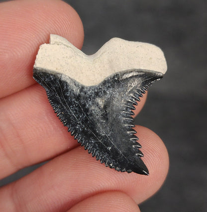 Close-up detail of serrations / enamel on 1.23″ Hemipristis tooth fossil from Bone Valley, Florida
