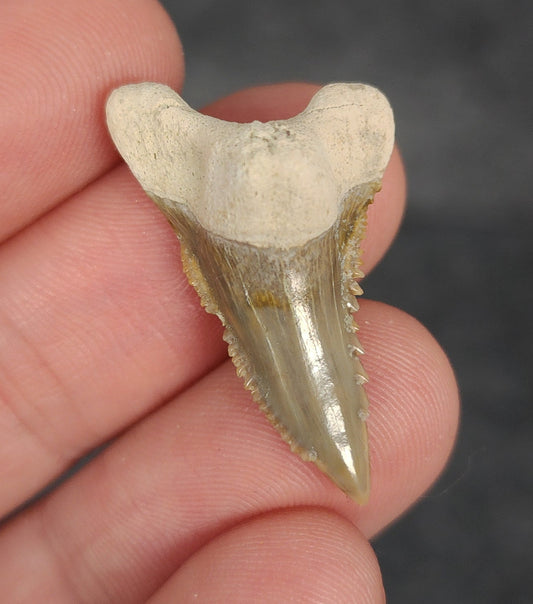 Front view of 1.23″ Hemipristis serra fossil tooth from Bone Valley, Florida