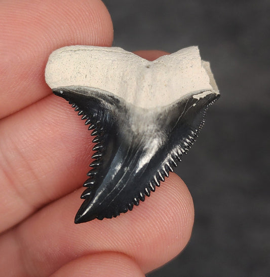 Front view of 1.23″ Hemipristis serra fossil tooth from Bone Valley, Florida