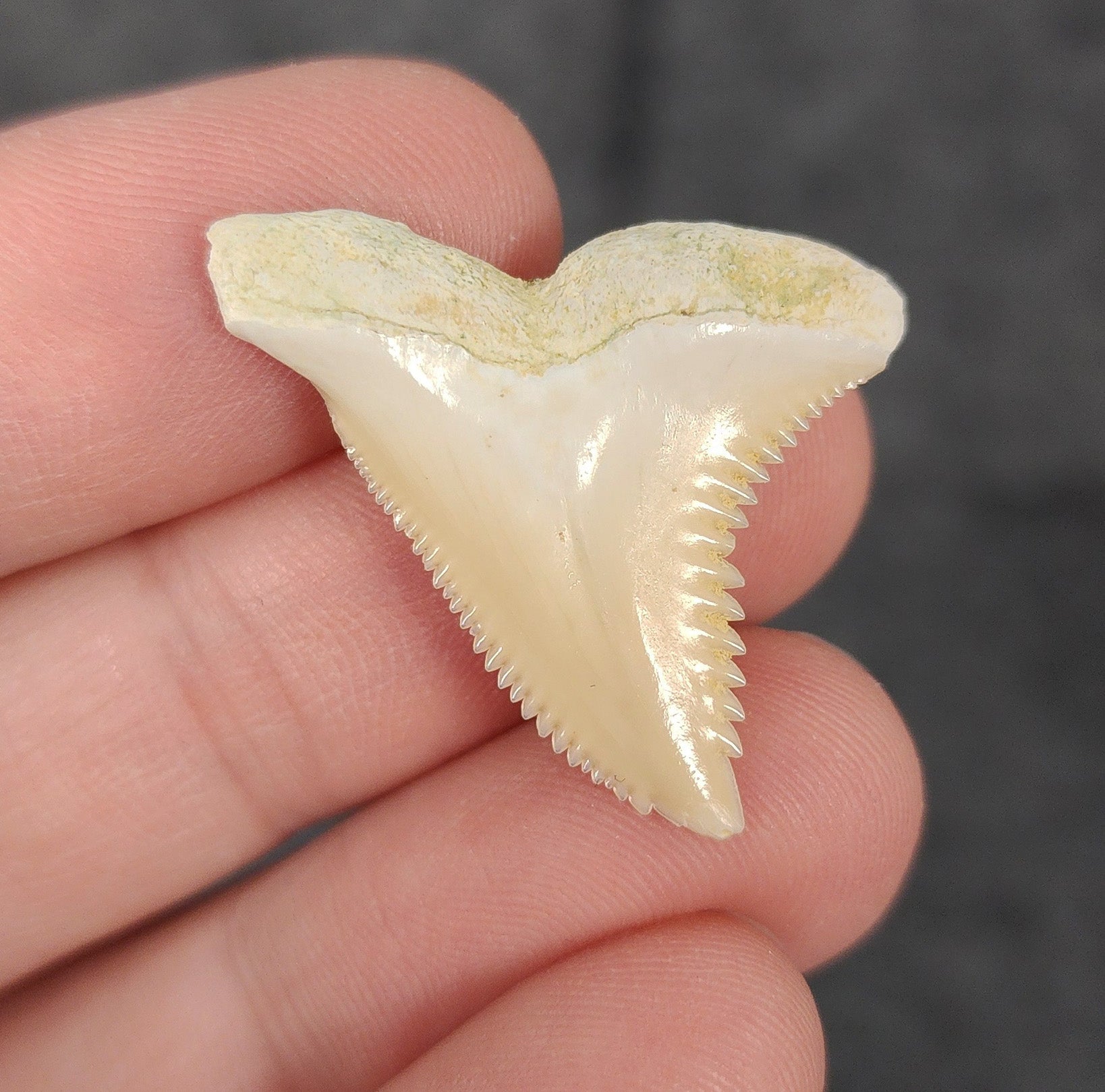 Close-up detail of serrations/enamel on 1.24″ Hemipristis shark tooth from Bone Valley, Florida