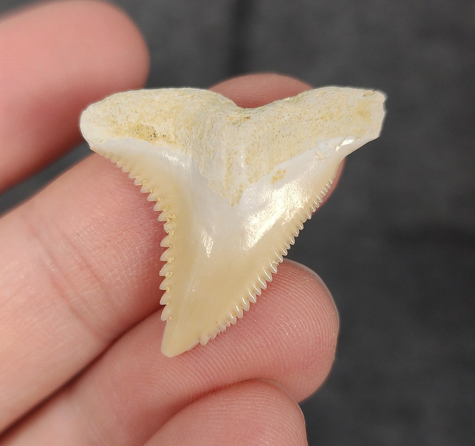 Front view of 1.24″ Hemipristis serra fossil tooth from Bone Valley, Florida