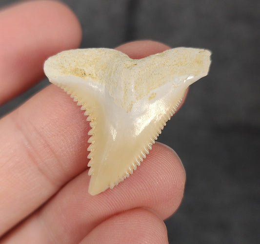 Front view of 1.24″ Hemipristis serra fossil tooth from Bone Valley, Florida