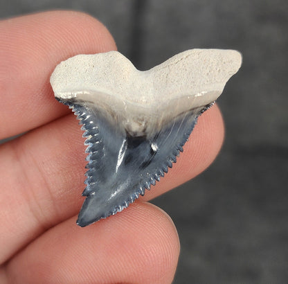 Close-up detail of serrations / enamel on 1.25″ Hemipristis tooth fossil from Bone Valley, Florida