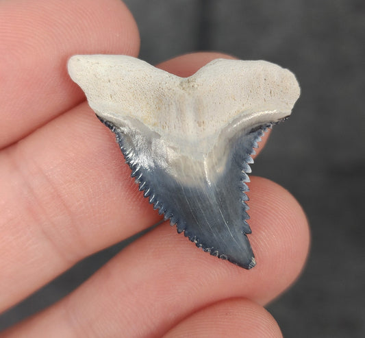 Front view of 1.25″ Hemipristis serra fossil tooth from Bone Valley, Florida