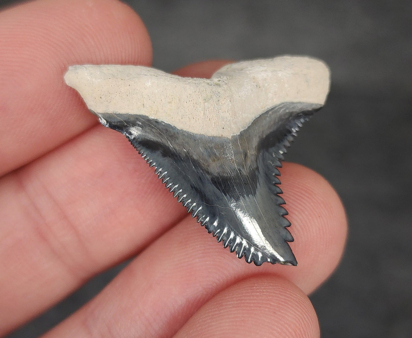 Close-up detail of serrations / enamel on 1.27″ Hemipristis tooth fossil from Bone Valley, Florida