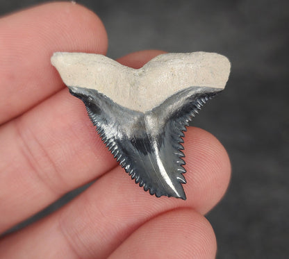 Front view of 1.27″ Hemipristis serra fossil shark tooth from Bone Valley, Florida