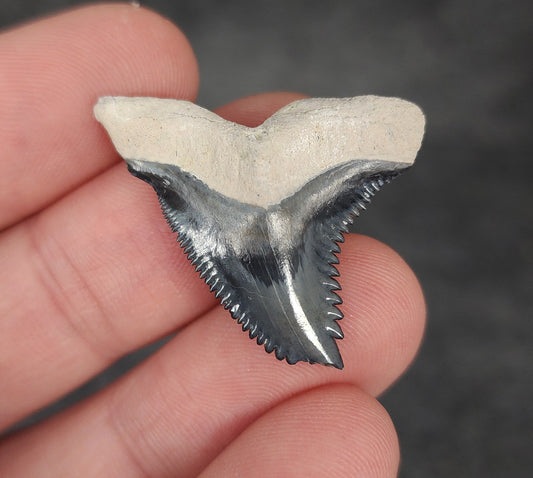 Front view of 1.27″ Hemipristis serra fossil shark tooth from Bone Valley, Florida