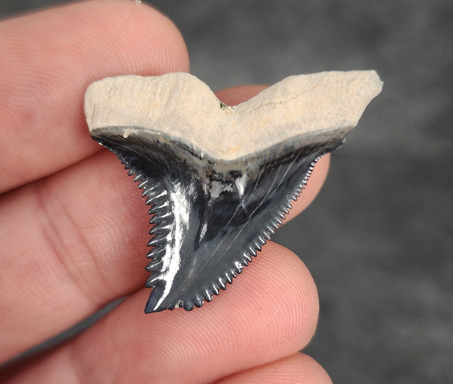 Back / root view of 1.27″ Hemipristis shark tooth fossil from Bone Valley, Florida