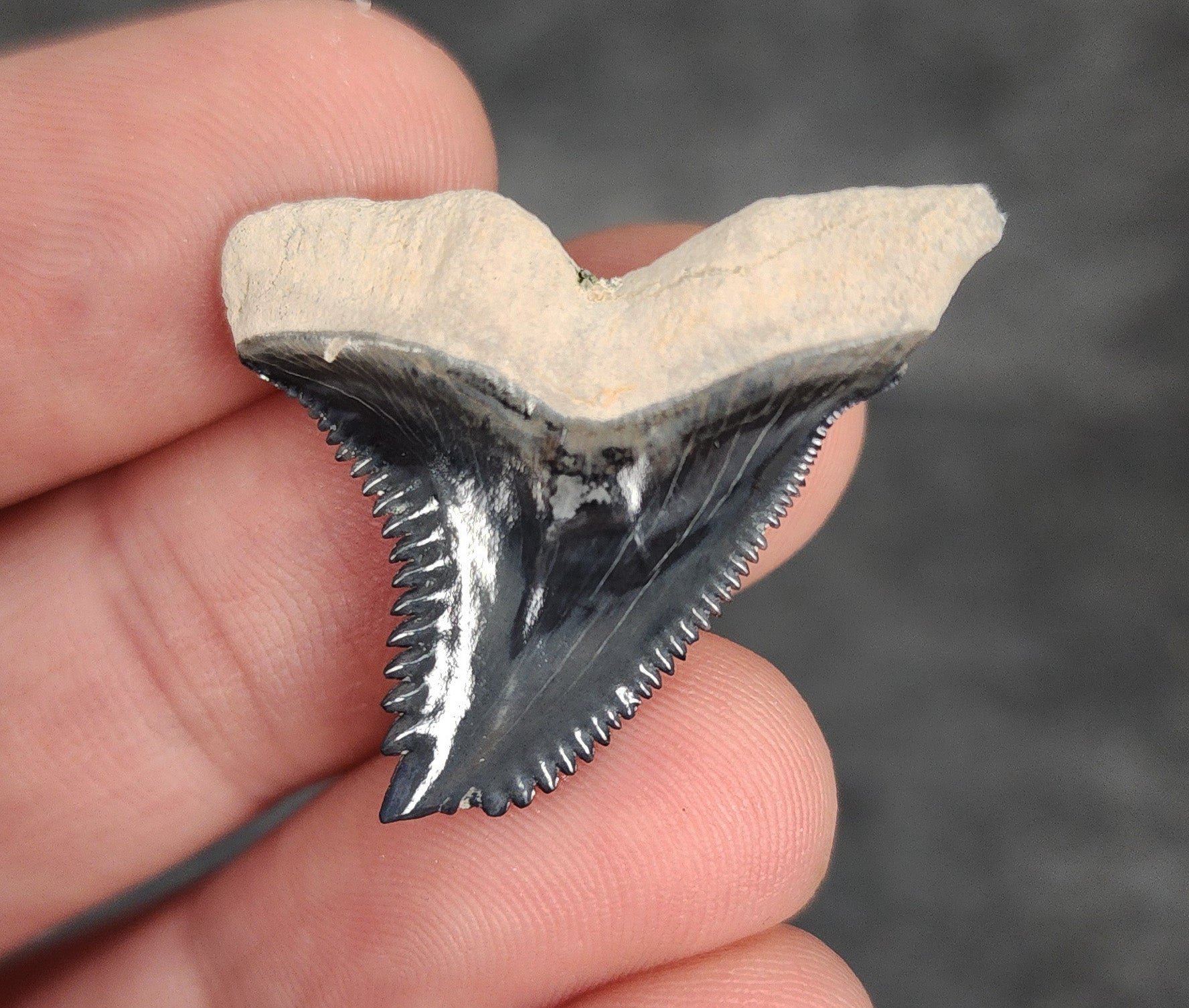 Back / root view of 1.27″ Hemipristis shark tooth fossil from Bone Valley, Florida
