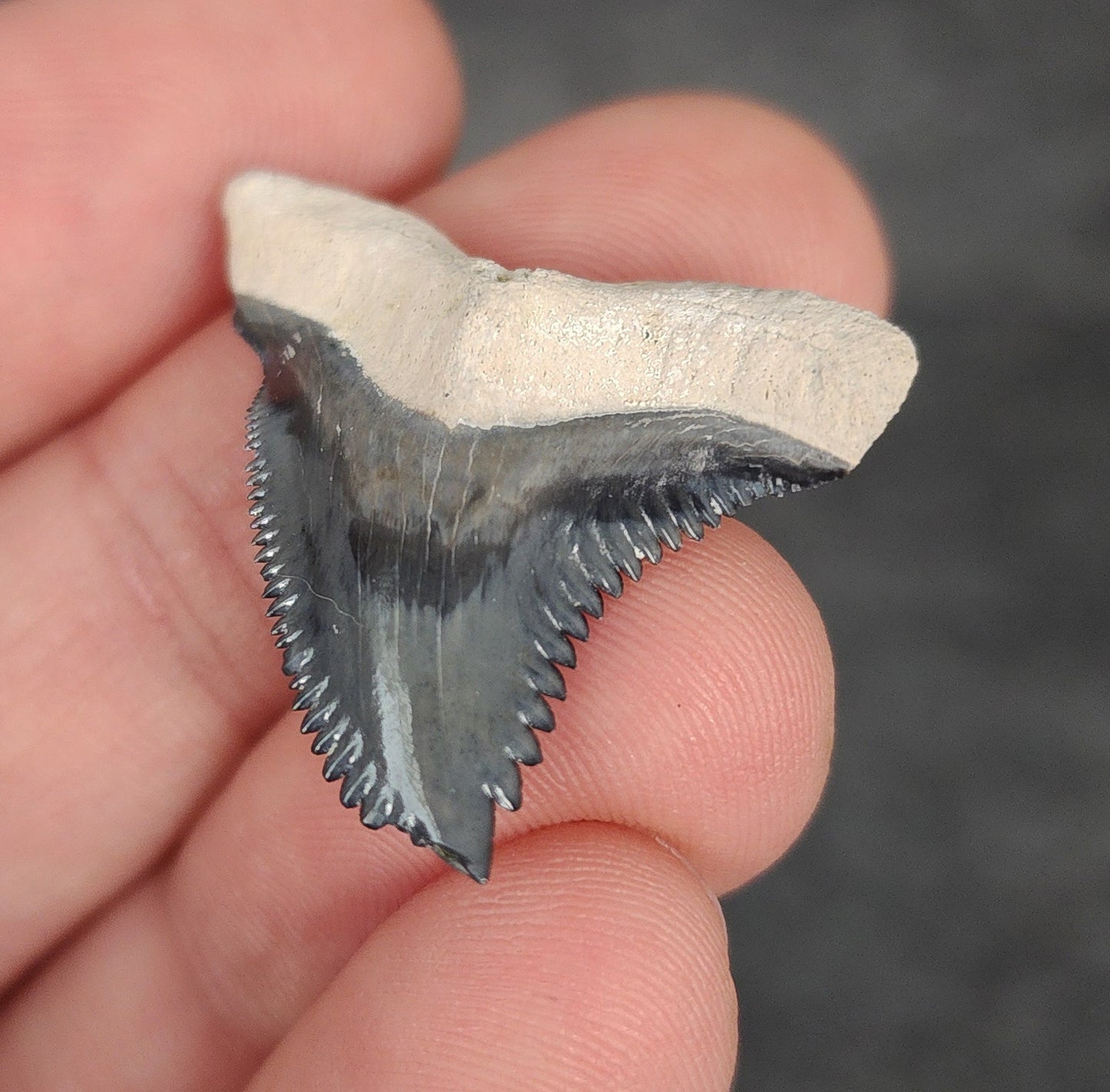 Close-up of serrations / enamel on 1.27″ Hemipristis tooth fossil from Bone Valley, Florida