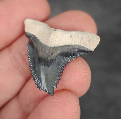 Close-up of serrations / enamel on 1.27″ Hemipristis tooth fossil from Bone Valley, Florida