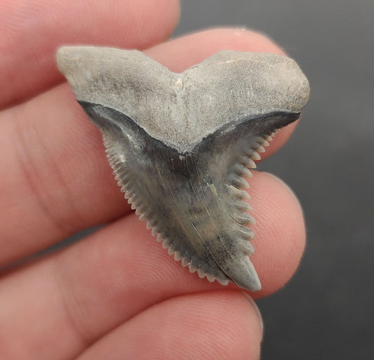 1.31 inch Hemipristis serra shark tooth from Bone Valley, Florida – front view showing broad triangular crown, pronounced serrations, and natural enamel coloration