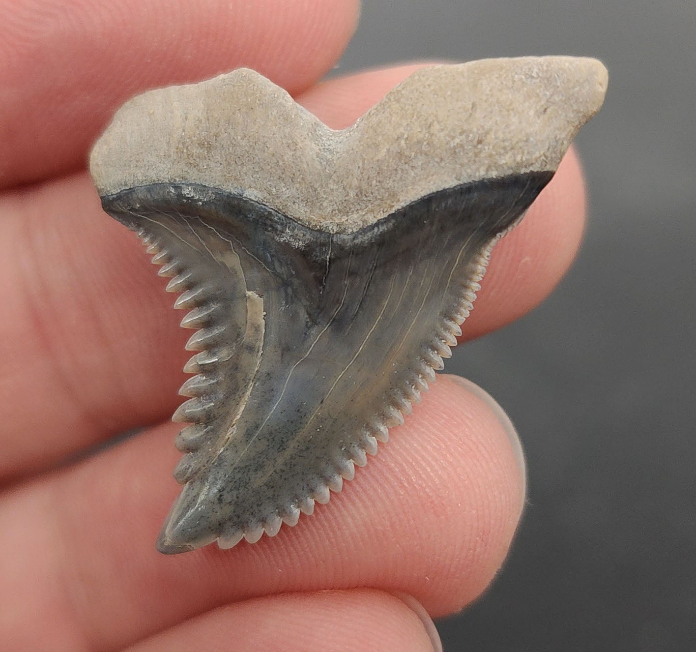 Authentic 1.31 inch Hemipristis tooth – angled side view highlighting root structure, serration detail, and bone valley patina