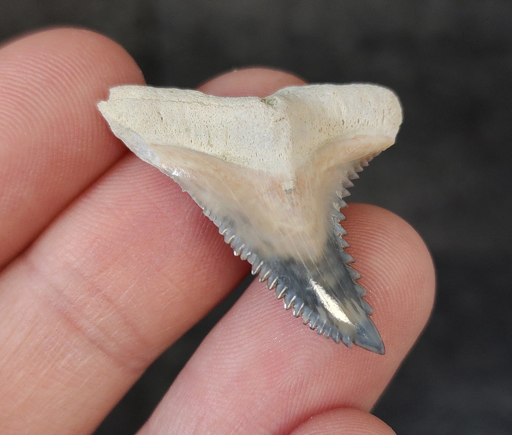 Angled perspective of 1.33″ Hemipristis fossil tooth (Bone Valley, Florida)