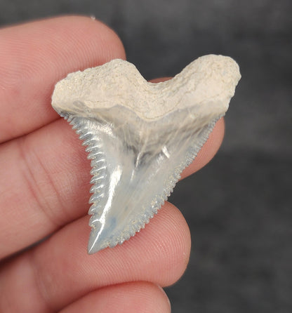 Close-up of serrations / enamel on 1.33″ Hemipristis tooth fossil from Bone Valley, Florida
