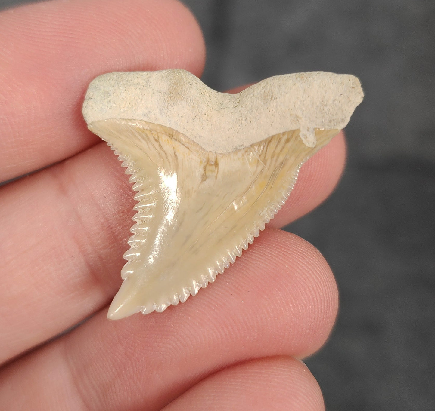 Close-up detail of serrations or enamel on 1.33″ Hemipristis tooth fossil from Bone Valley, Florida