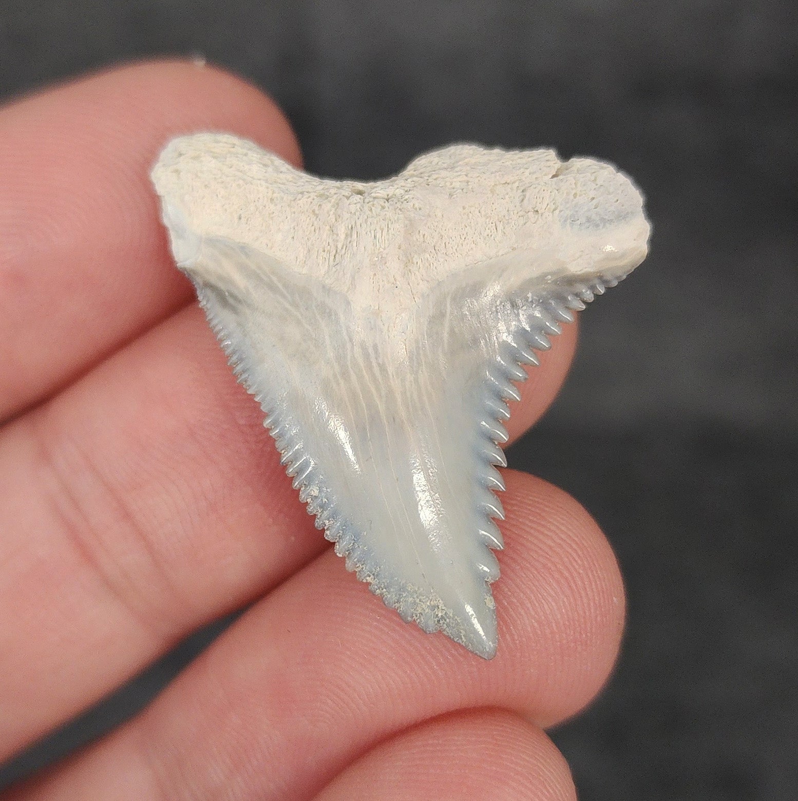 Front view of 1.33″ Hemipristis serra fossil tooth from Bone Valley, Florida