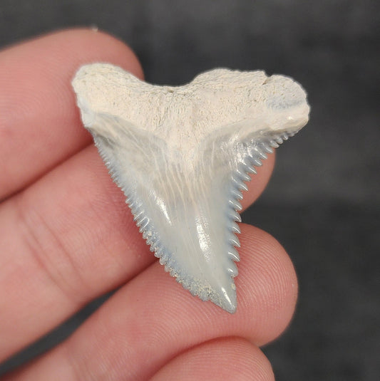 Front view of 1.33″ Hemipristis serra fossil tooth from Bone Valley, Florida