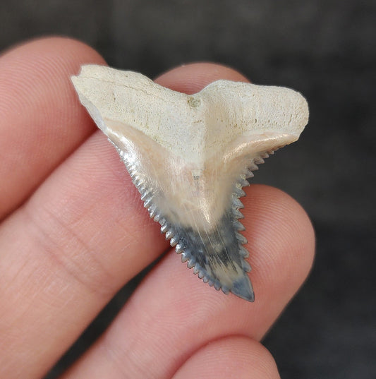 Front view of 1.33″ Hemipristis serra fossil tooth from Bone Valley, Florida