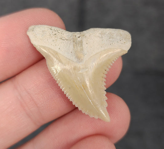 Front view of 1.33″ Hemipristis serra fossil tooth from Bone Valley, Florida
