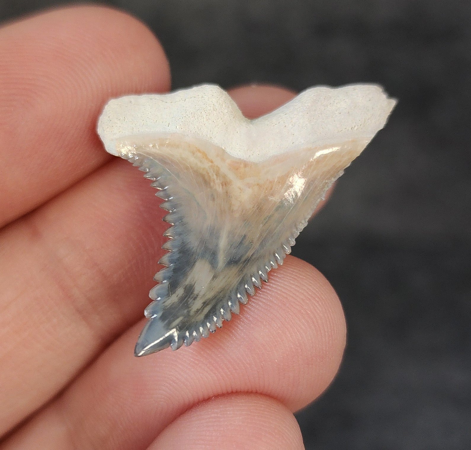 Back / root view of 1.33″ Hemipristis serra fossil tooth from Bone Valley, Florida