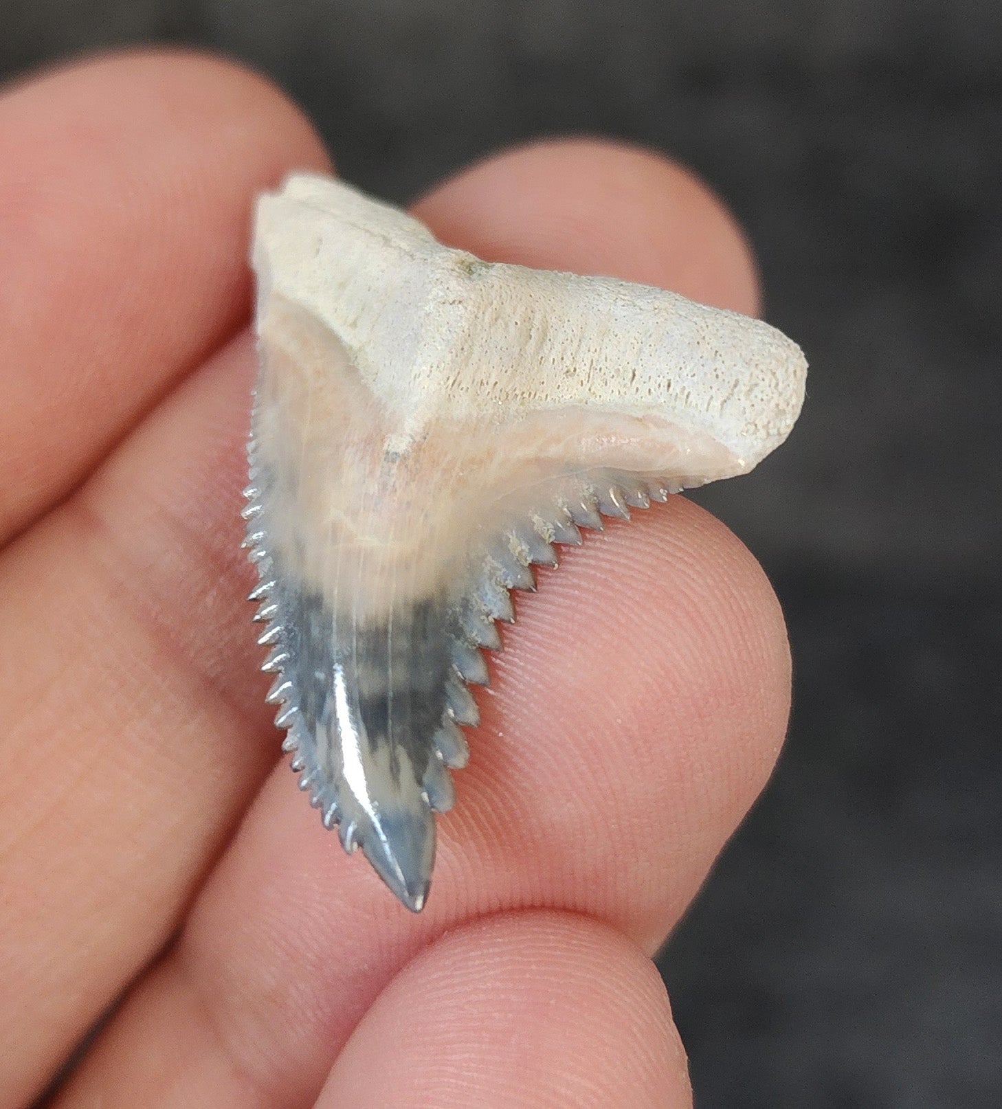 Close-up detail of serrations / enamel on 1.33″ Hemipristis tooth from Bone Valley, Florida