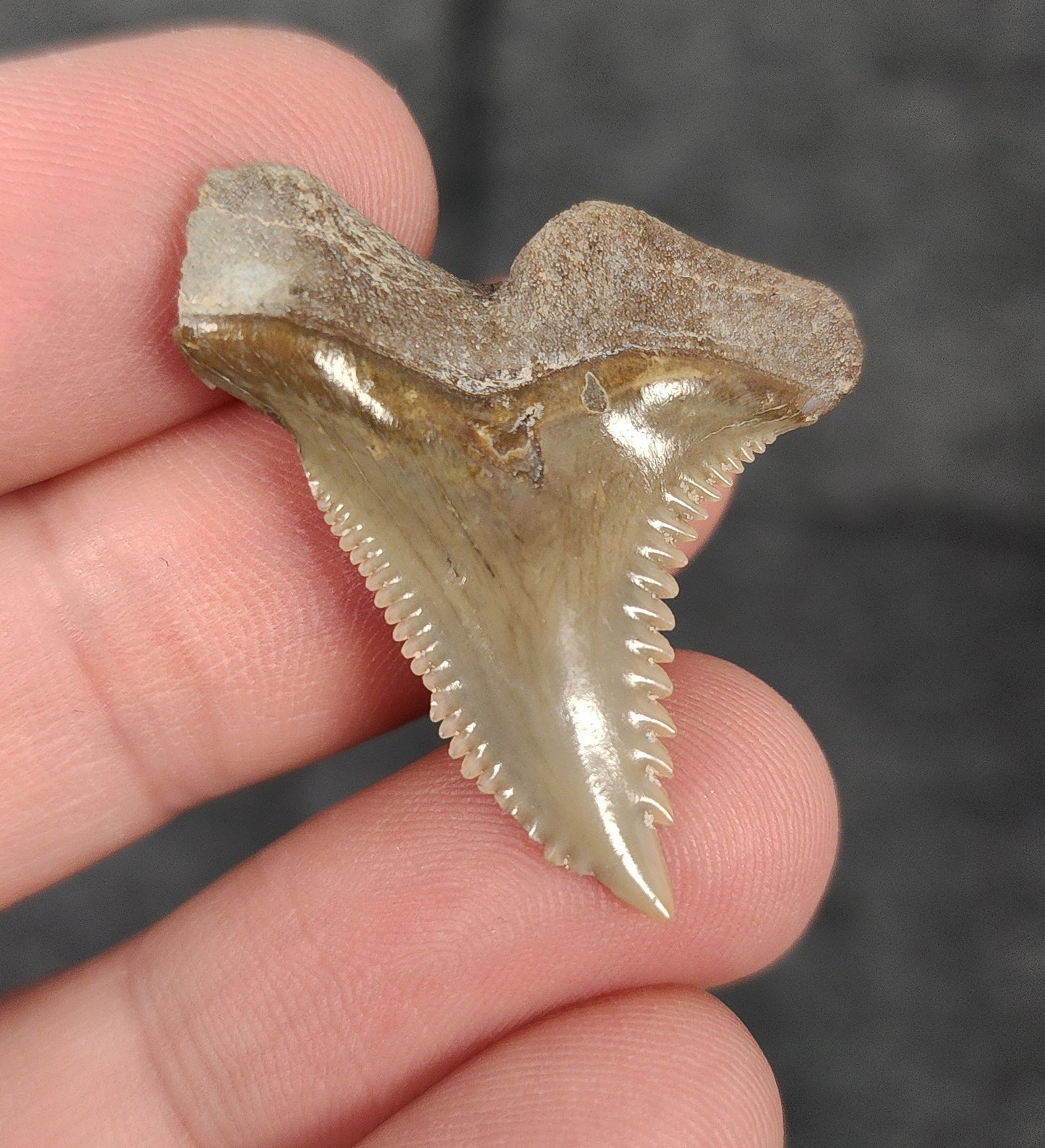 Close-up detail of serrations or enamel on 1.35″ Hemipristis tooth from Bone Valley, Florida