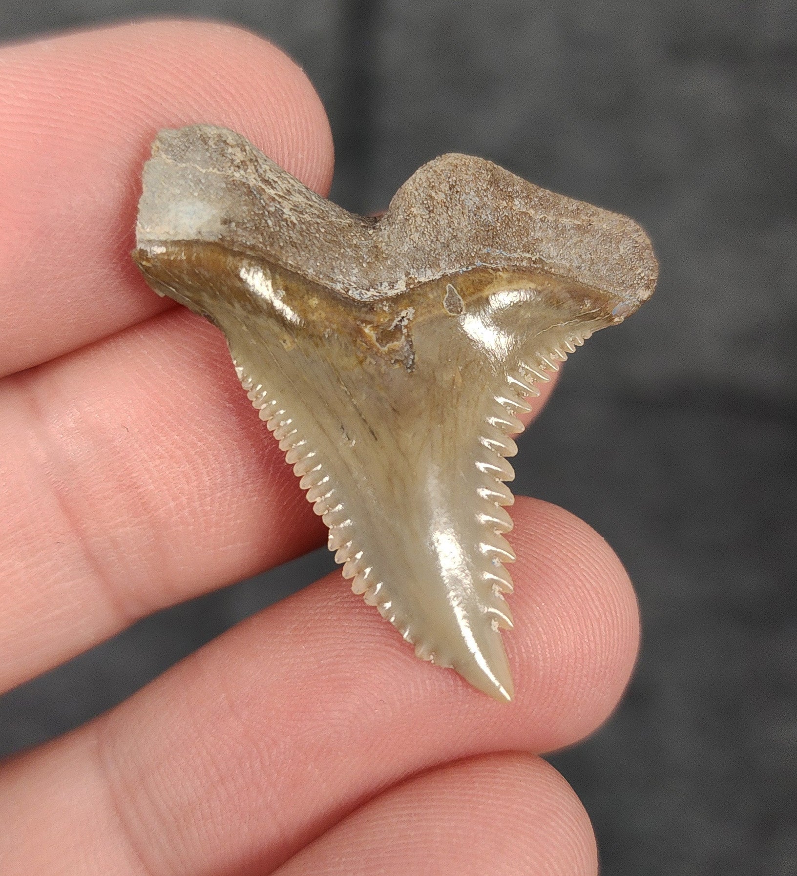 Close-up detail of serrations or enamel on 1.35″ Hemipristis tooth from Bone Valley, Florida