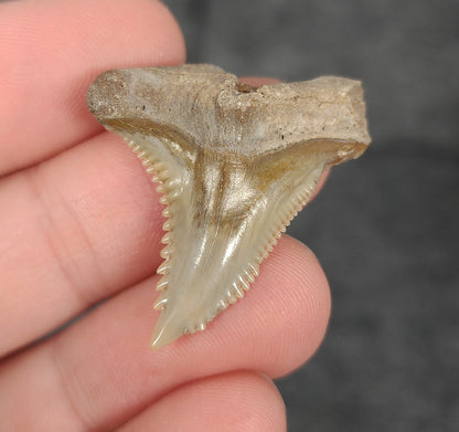 Front view of 1.35″ Hemipristis serra fossil tooth from Bone Valley, Florida