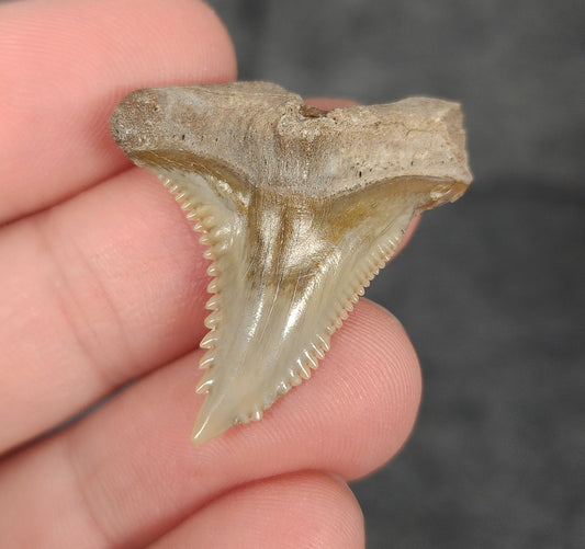 Front view of 1.35″ Hemipristis serra fossil tooth from Bone Valley, Florida