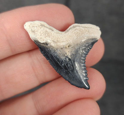 Close-up detail of serrations / enamel on 1.36″ Hemipristis tooth fossil from Bone Valley, Florida