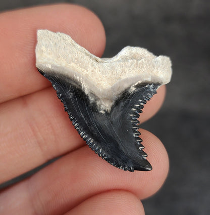 Close-up detail of serrations / enamel on 1.36″ Hemipristis tooth fossil from Bone Valley, Florida