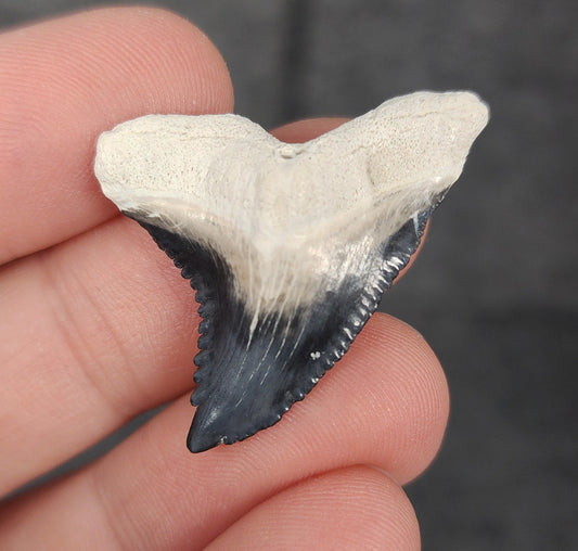 Front view of 1.36″ Hemipristis serra fossil tooth from Bone Valley, Florida