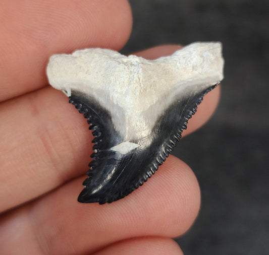 Front view of 1.36″ Hemipristis serra fossil tooth from Bone Valley, Florida