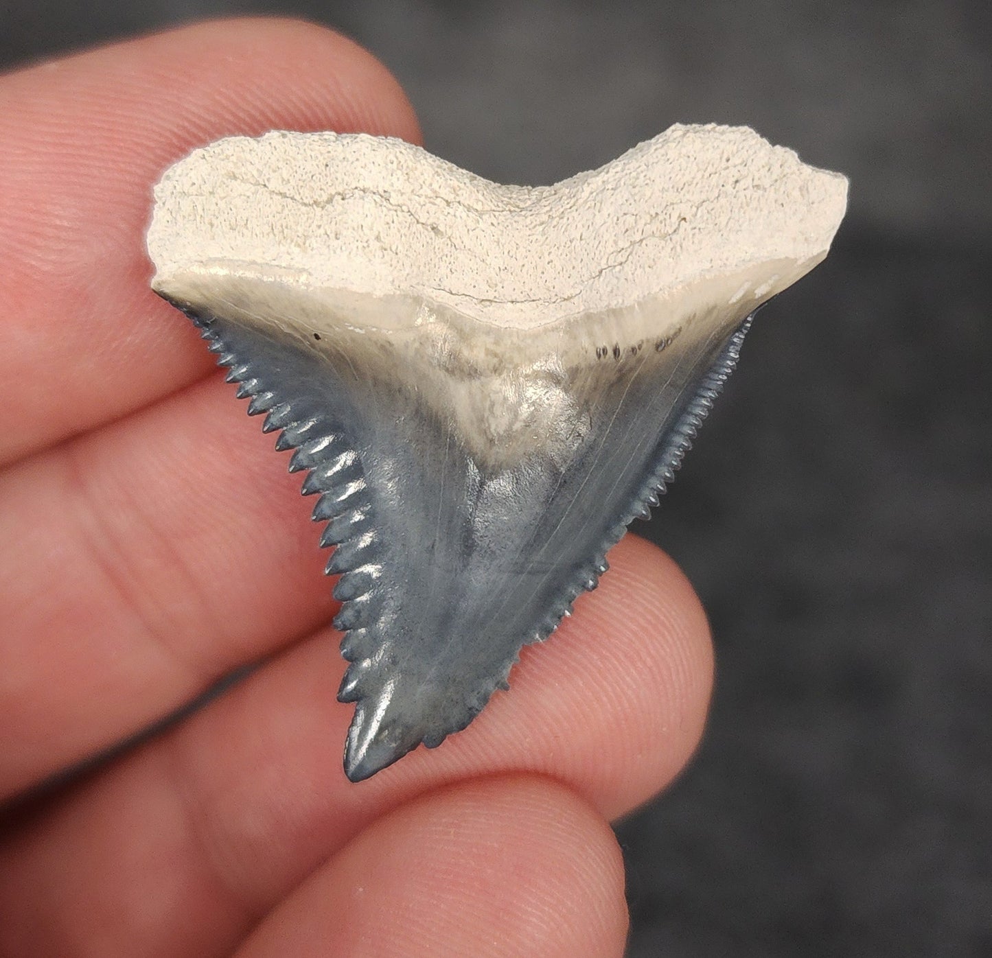 Close-up detail of serrations / enamel on 1.39″ Hemipristis tooth fossil from Bone Valley, Florida
