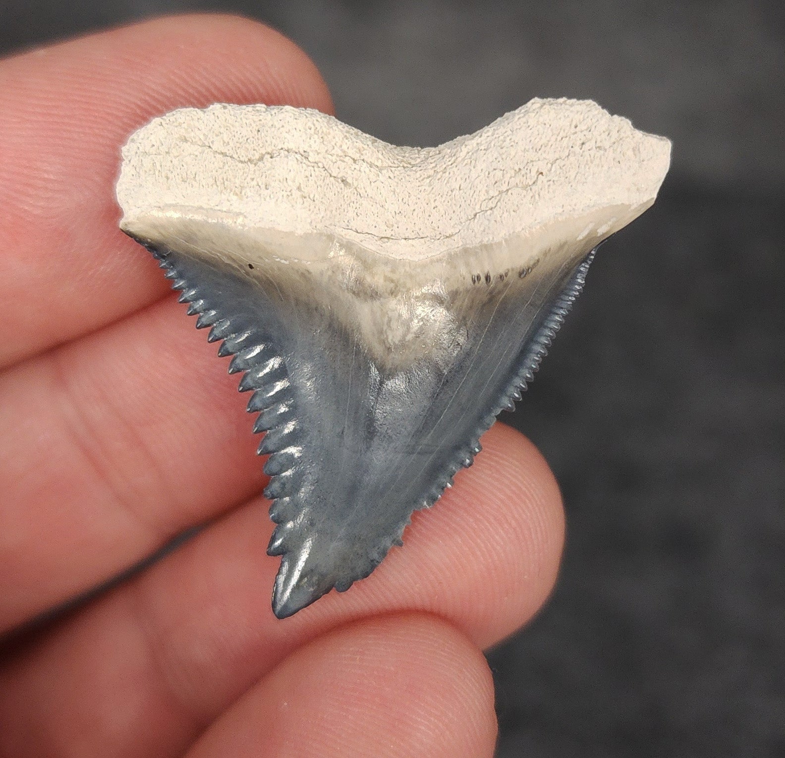 Close-up detail of serrations / enamel on 1.39″ Hemipristis tooth fossil from Bone Valley, Florida
