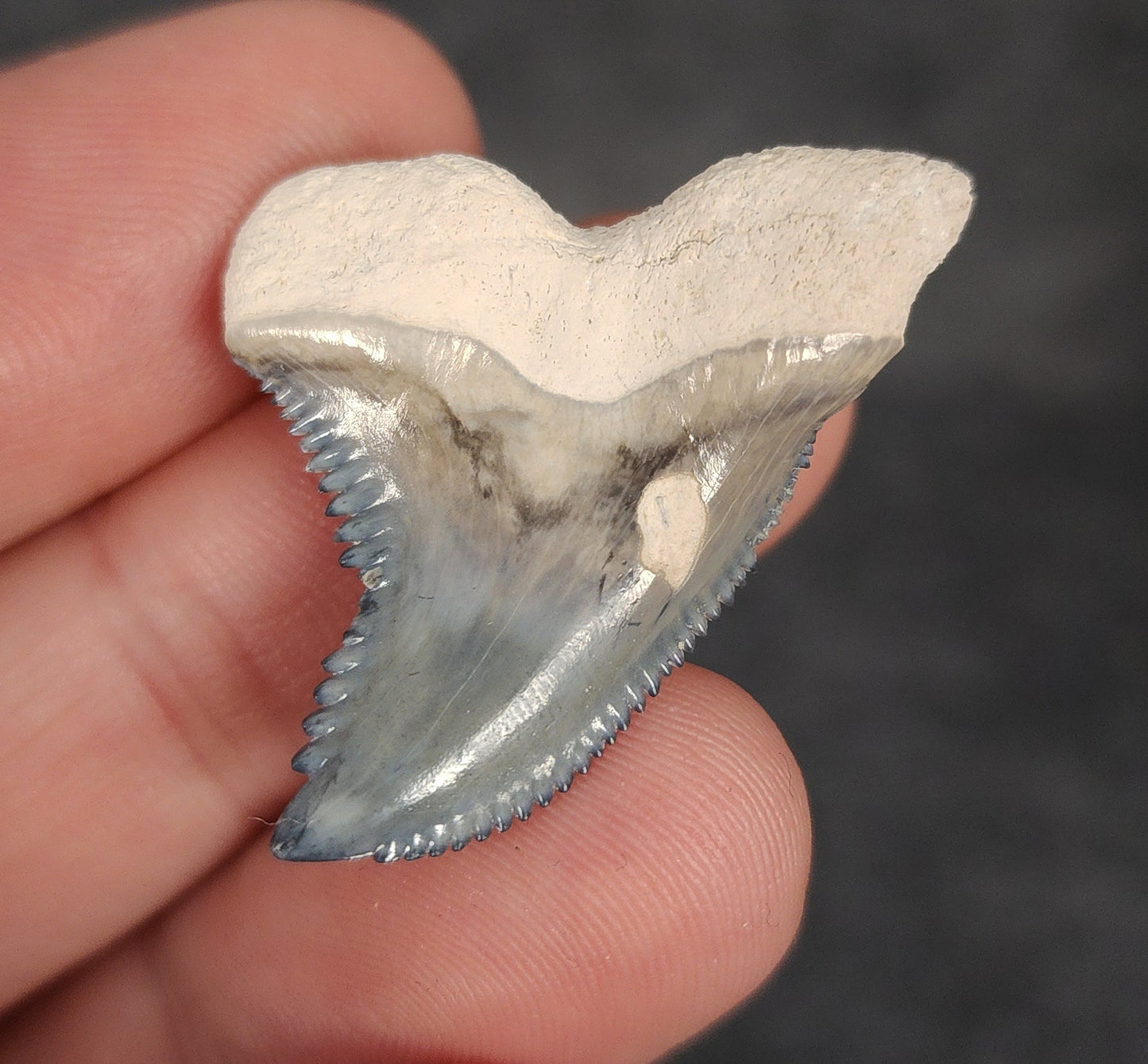 Close-up detail of serrations and enamel on 1.39″ Hemipristis tooth fossil from Bone Valley, Florida