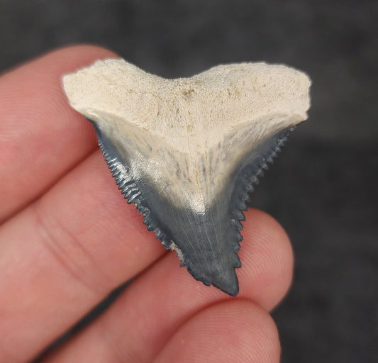 Front view of 1.39″ Hemipristis serra fossil tooth from Bone Valley, Florida