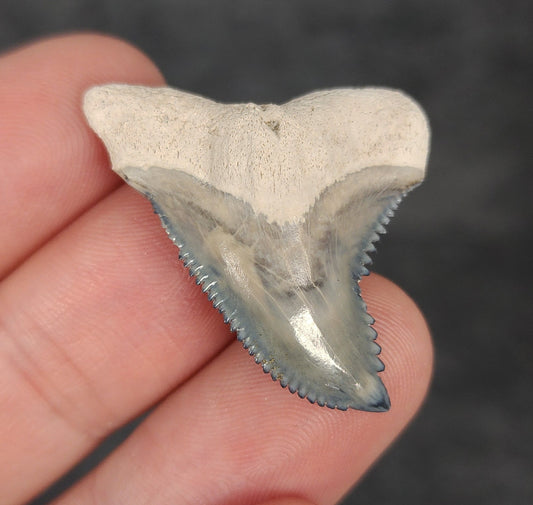 Front view of 1.39″ Hemipristis serra fossil tooth from Bone Valley, Florida
